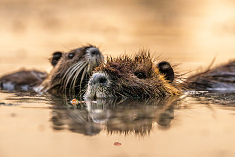 Nutria pair swimming close together in golden water with mirror reflection