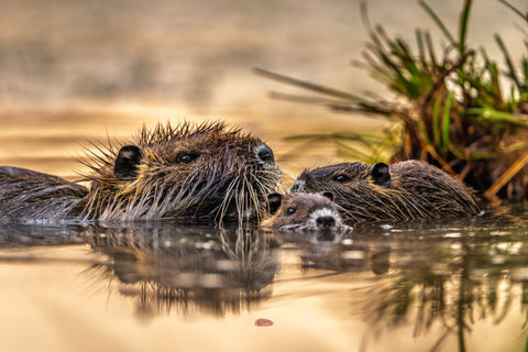 Nutria with young swimming past a grassy tuft in warm evening light