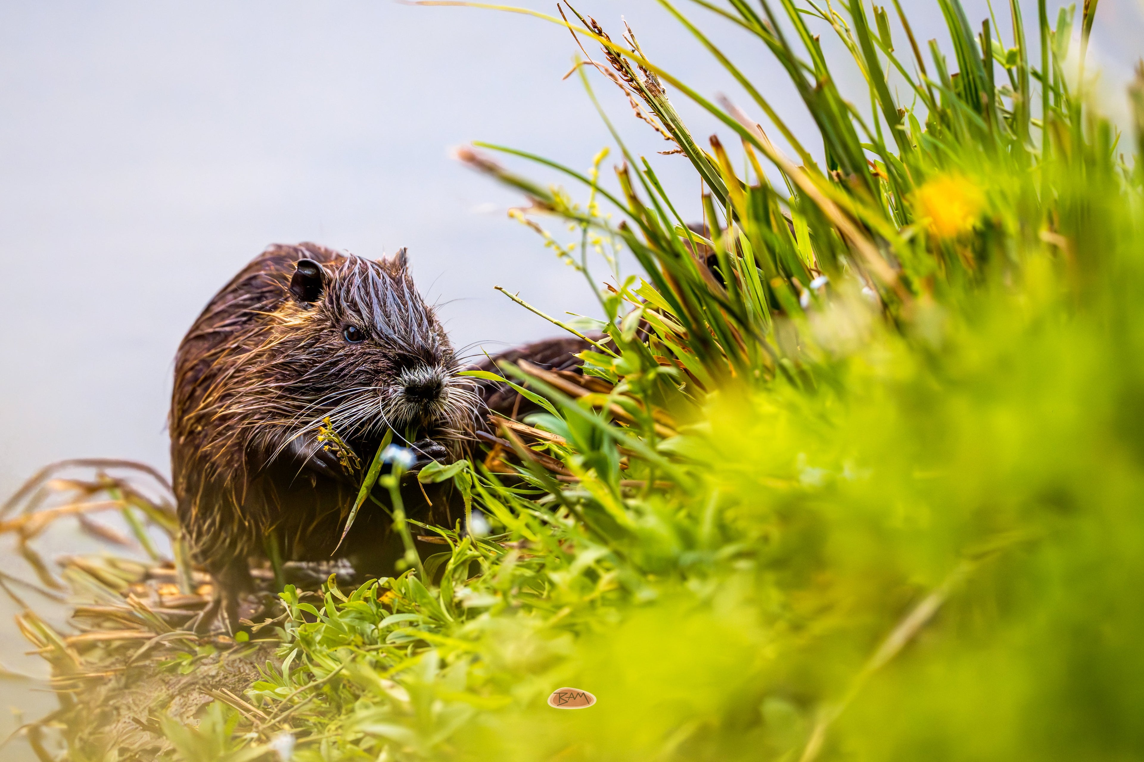 Nutria feeding on green plants at the edge of a lush riverbank