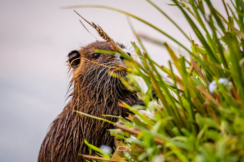 Nutria nibbling tall grass against a soft gray sky