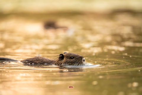 Nutria swimming with just its head above golden sunlit water