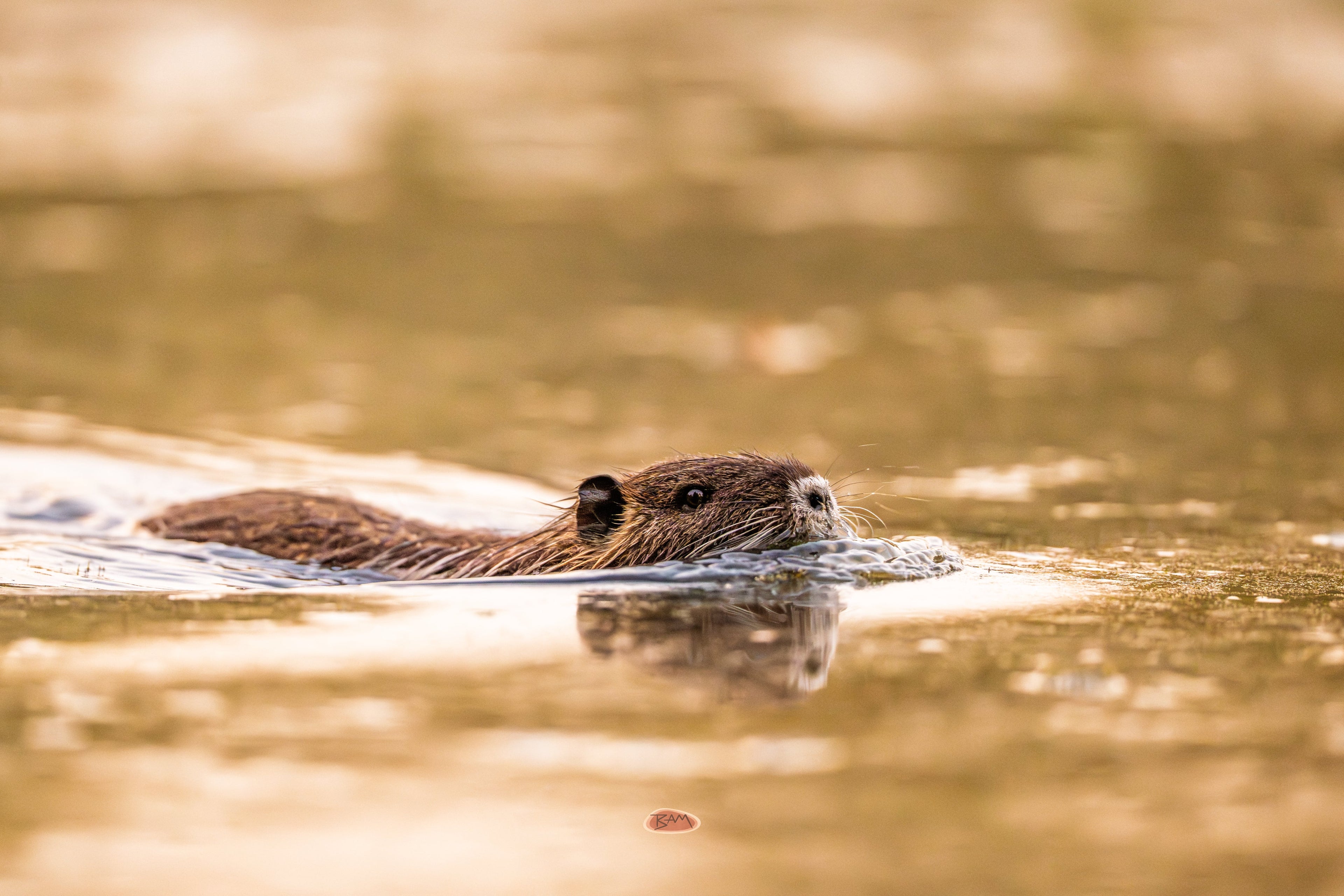 Nutria gliding through glowing amber water with its reflection below