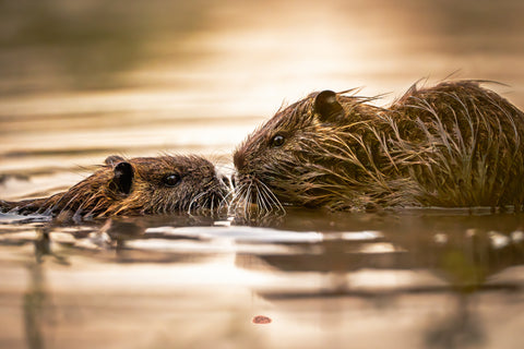 Nutria touching noses in warm backlit water at sunset