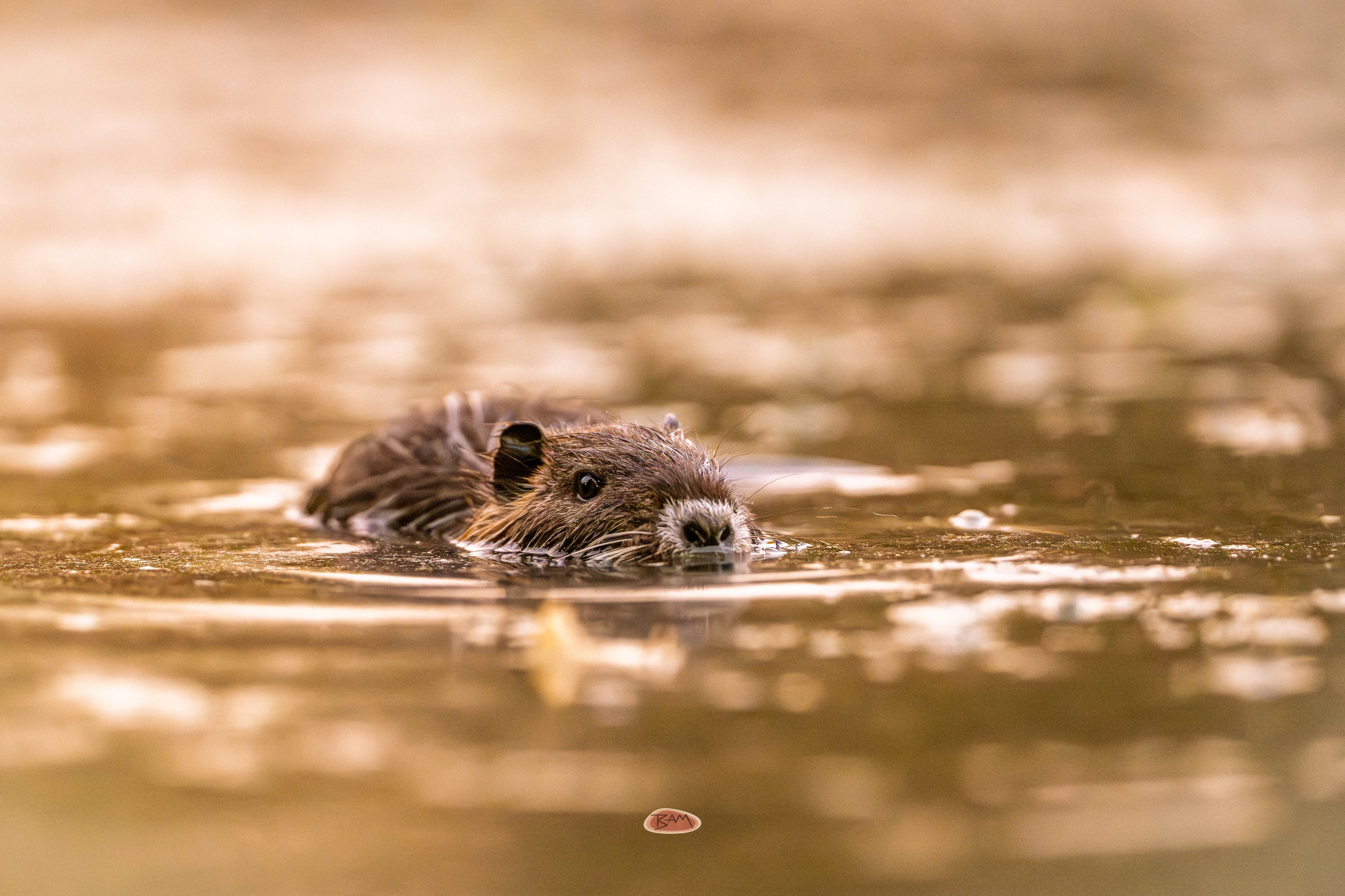 Nutria swimming low in dappled golden water, eyes just above the surface