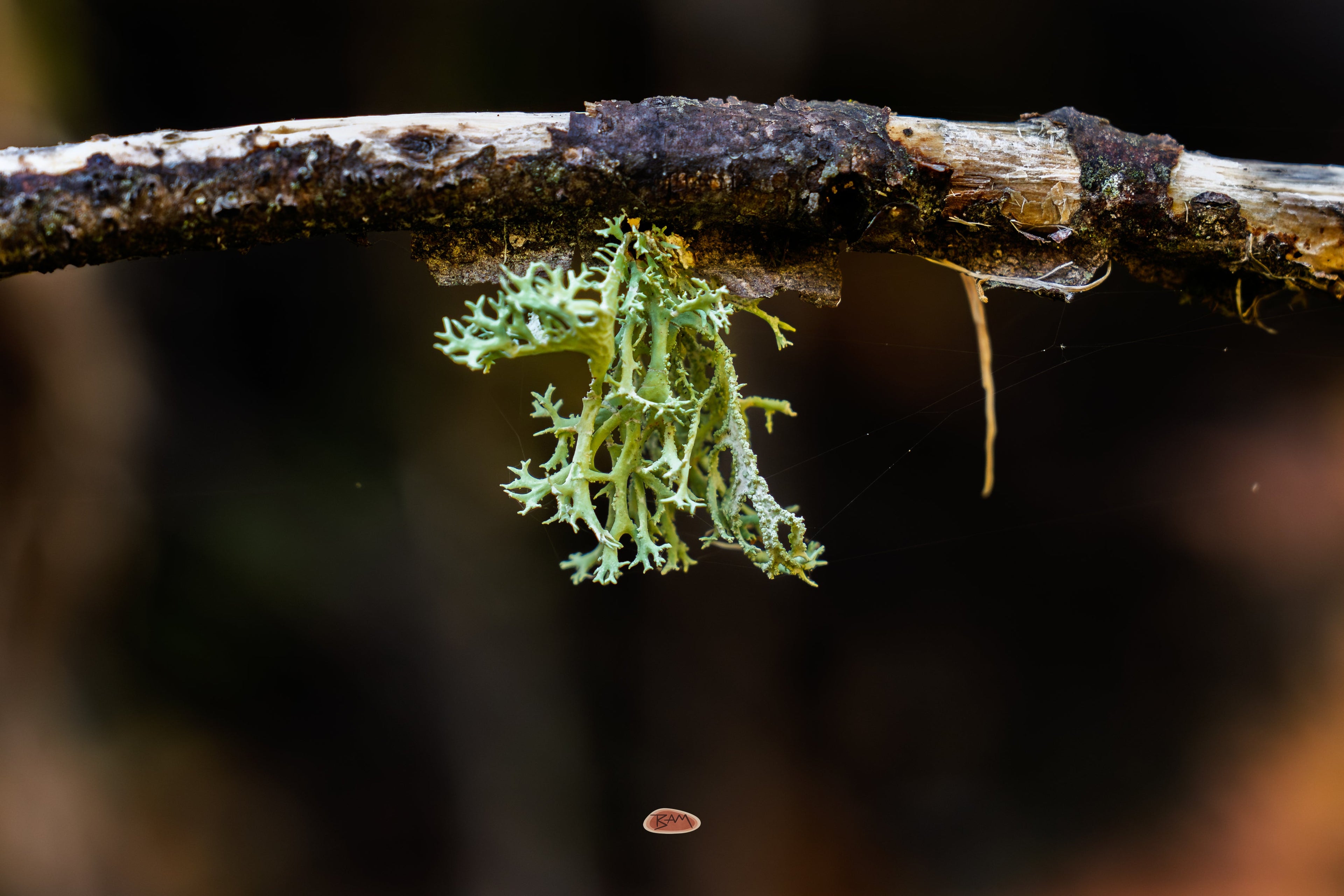 Oakmoss lichen hanging from a bare branch against a dark forest background