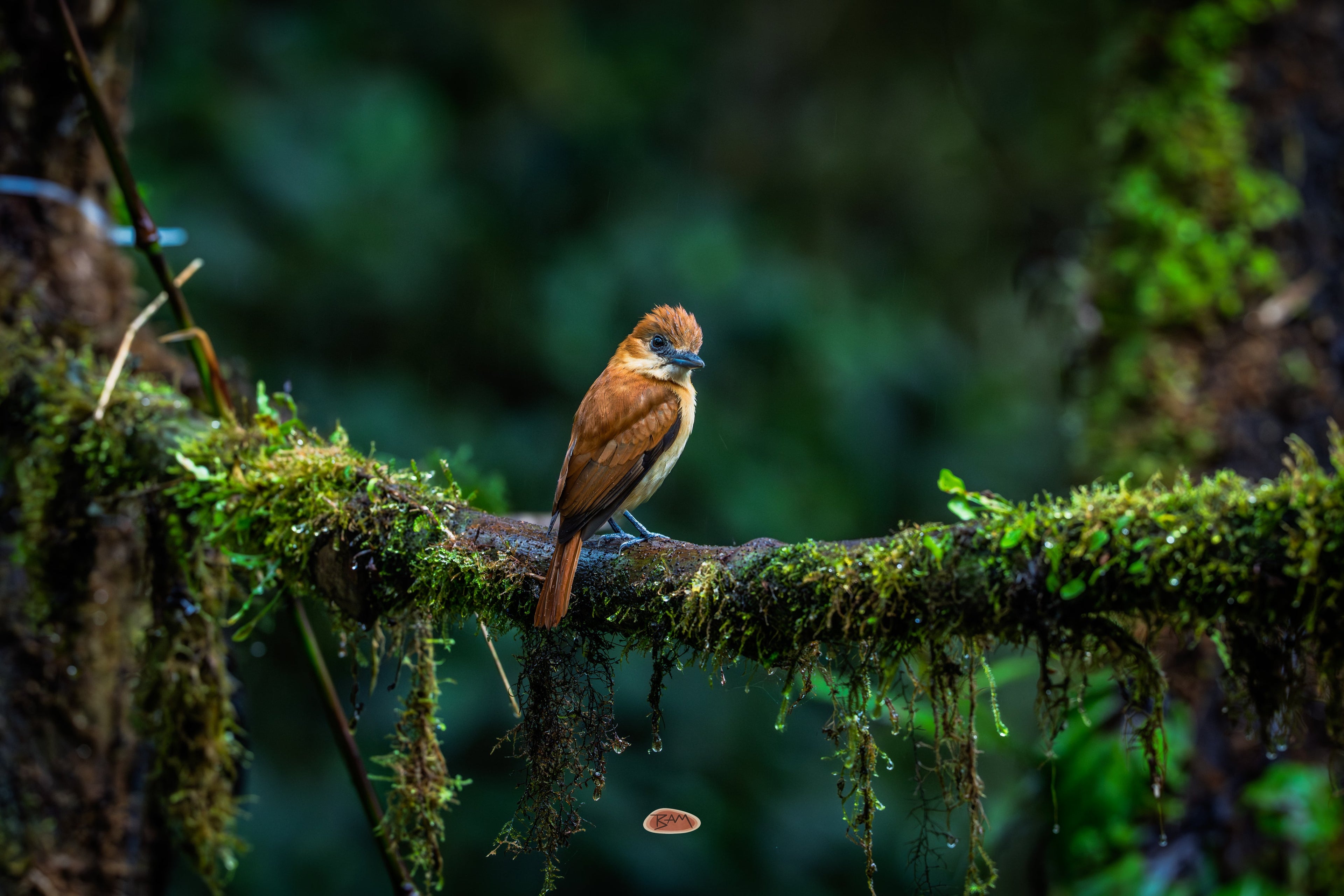 One Colored Becard perched on a mossy branch in a dim rainforest