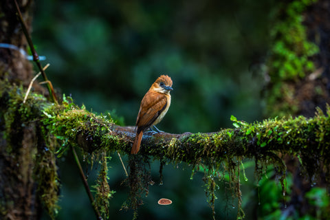 One Colored Becard perched on a mossy branch in a dim rainforest