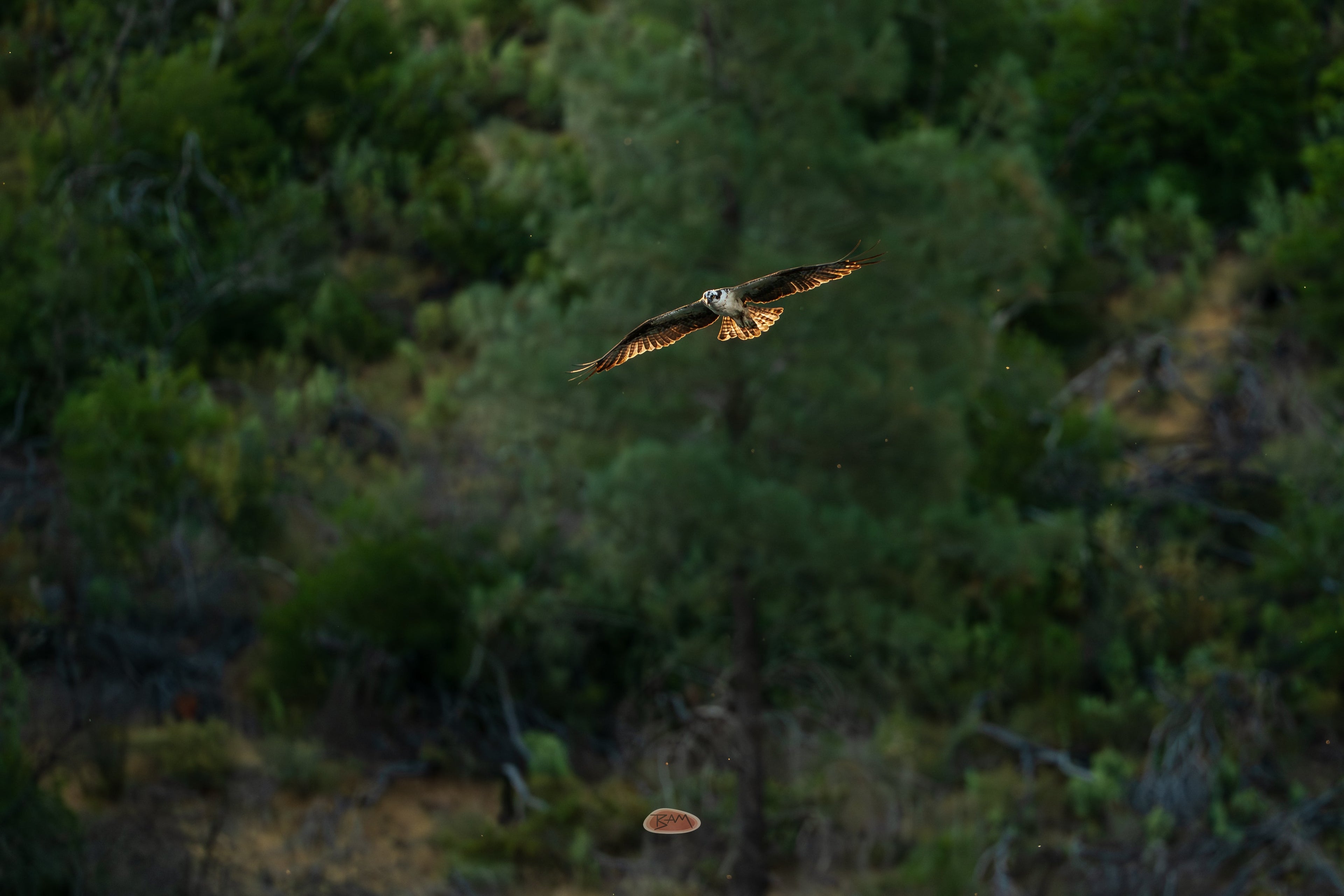 Osprey soaring with wings spread against a green forested hillside