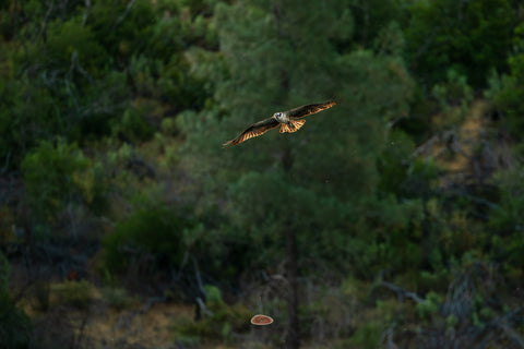 Osprey soaring with wings spread against a green forested hillside