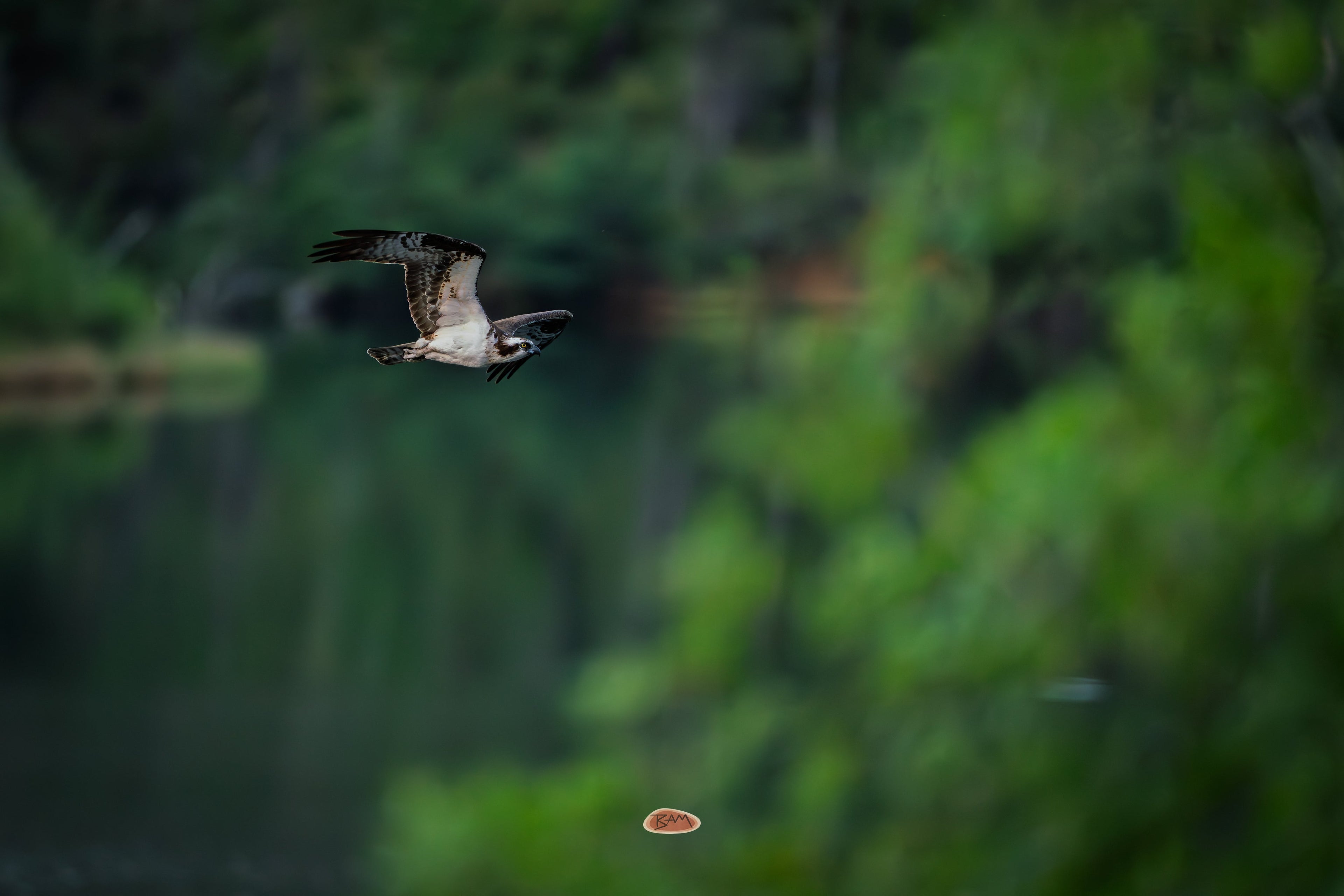 Osprey in flight low over a lake with green reflections behind