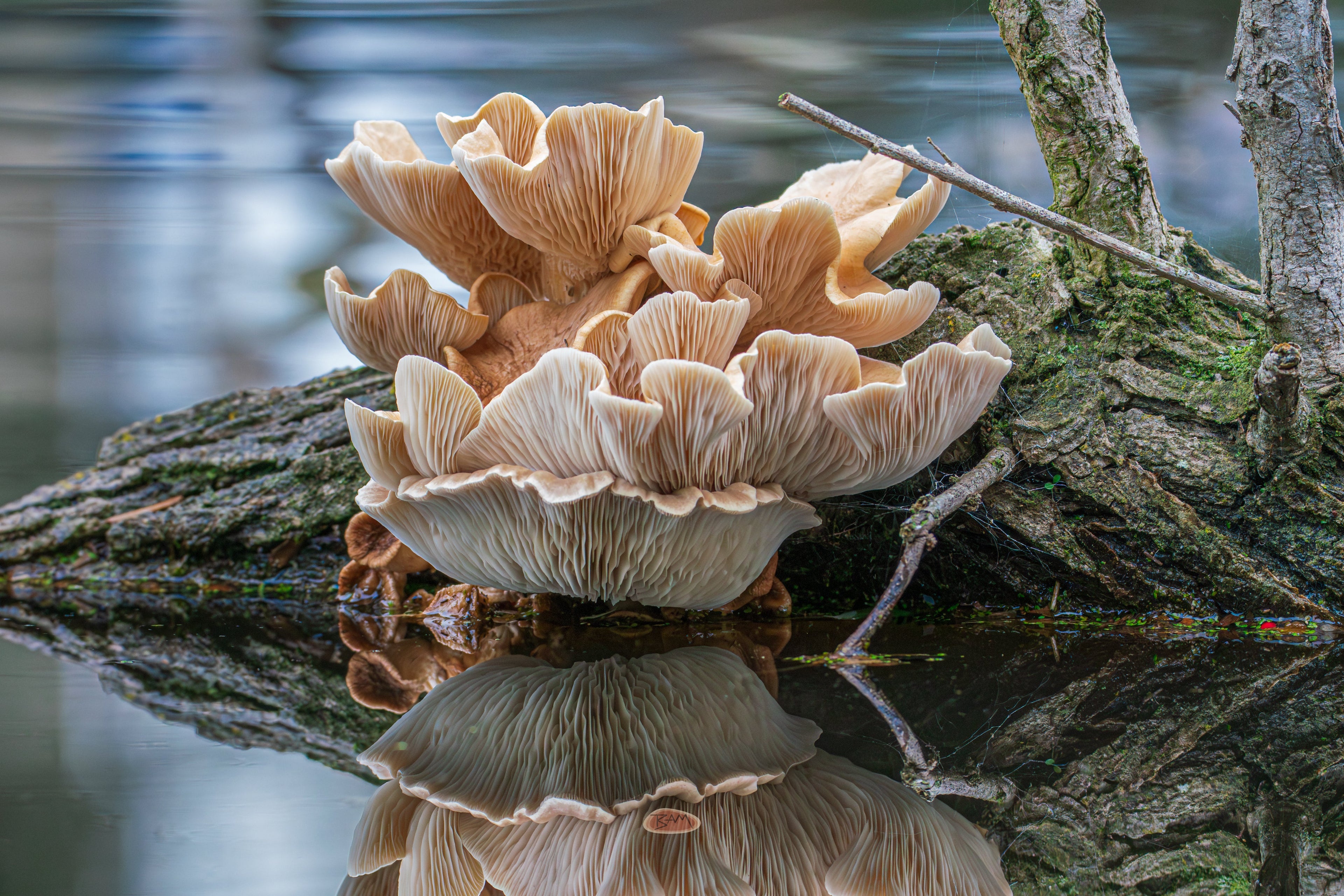 Oyster Mushroom clustered on a log mirrored in still water