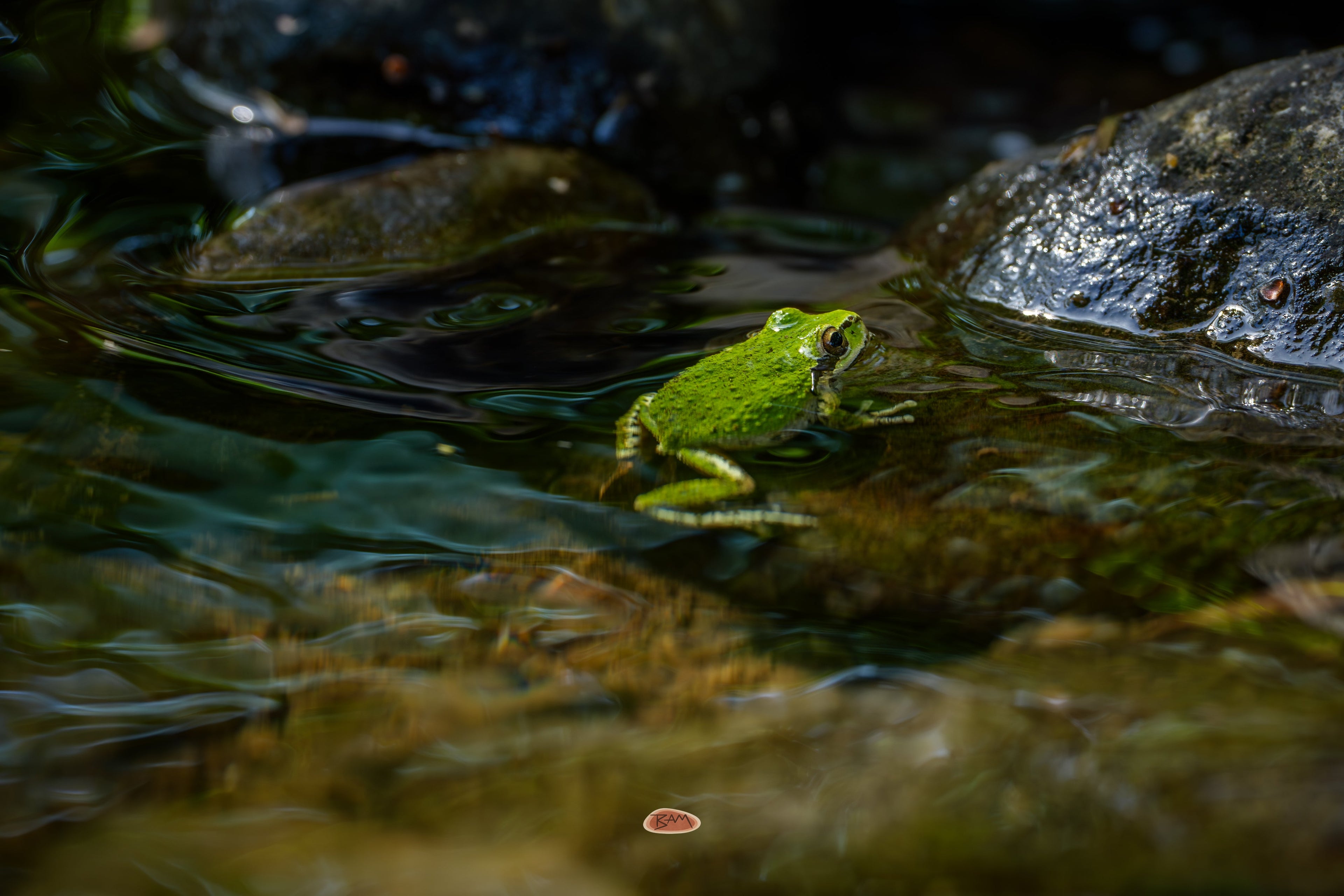 Pacific Chorus Frog resting at the edge of a sunlit rocky stream