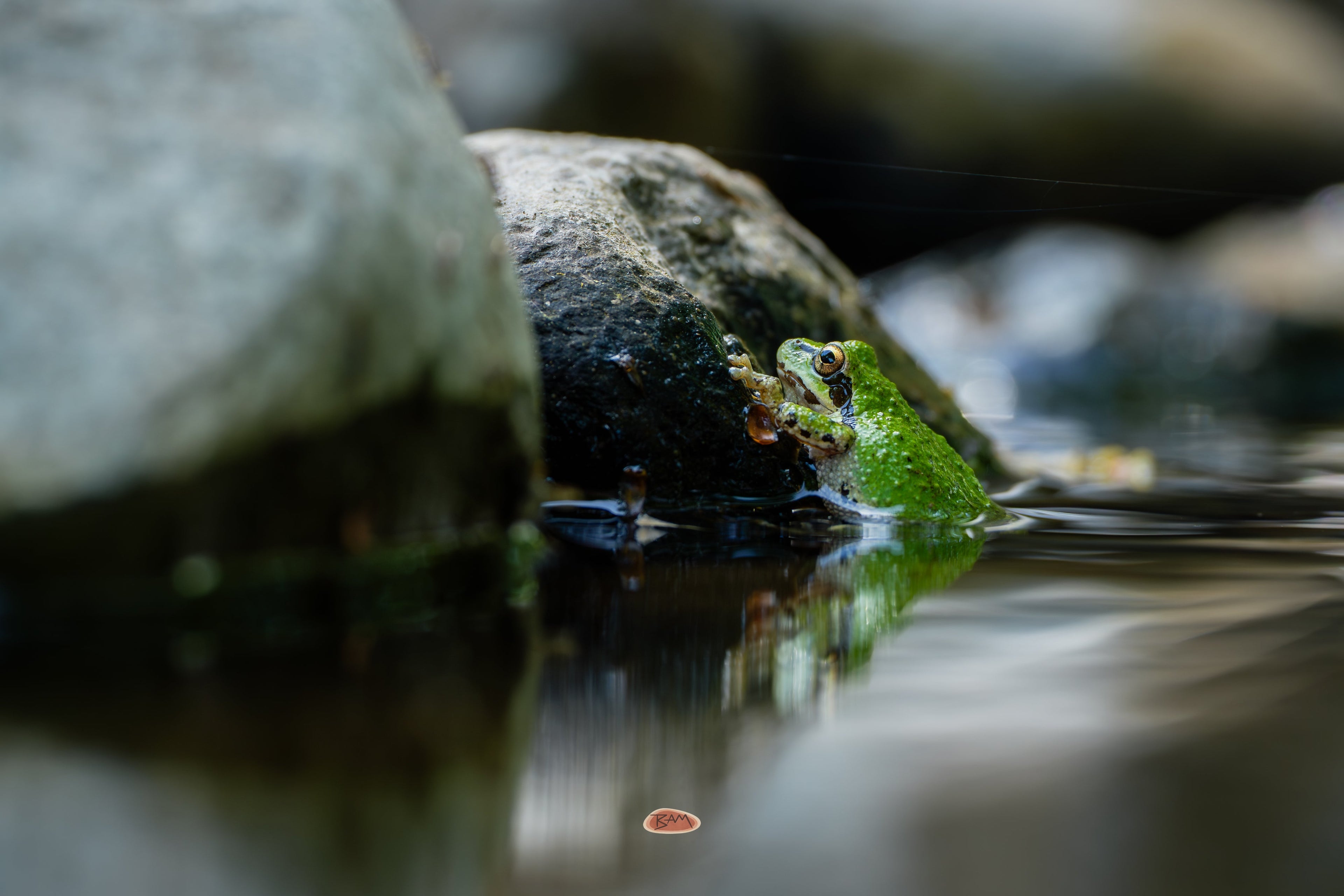 Pacific Chorus Frog perched on a mossy rock at the water's edge