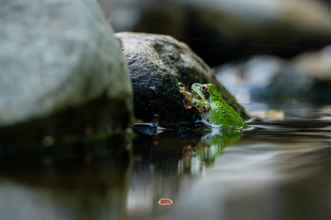 Pacific Chorus Frog perched on a mossy rock at the water's edge