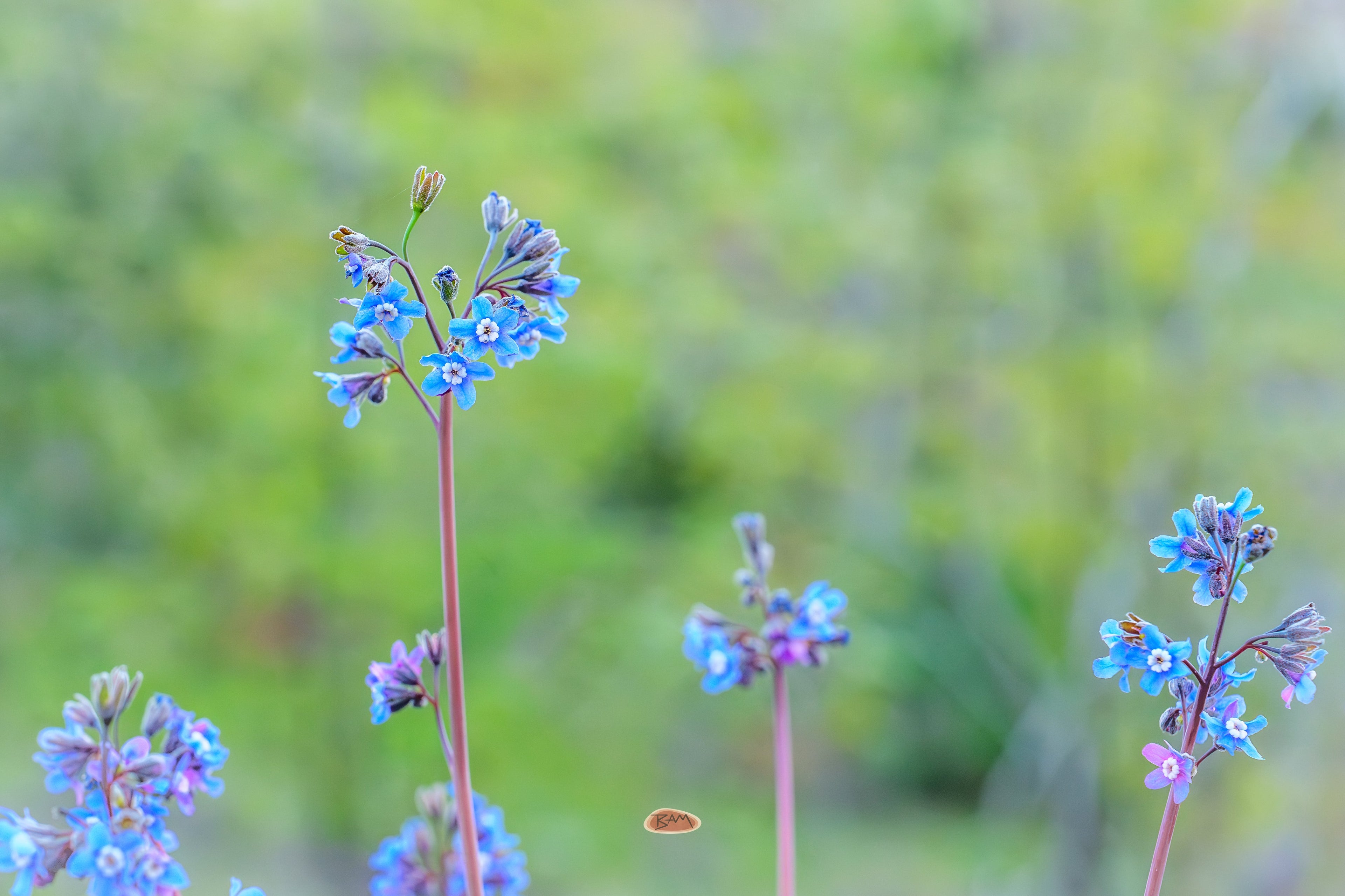 Pacific Hounds Tongue blooming bright blue against a soft green meadow