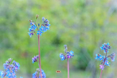 Pacific Hounds Tongue blooming bright blue against a soft green meadow