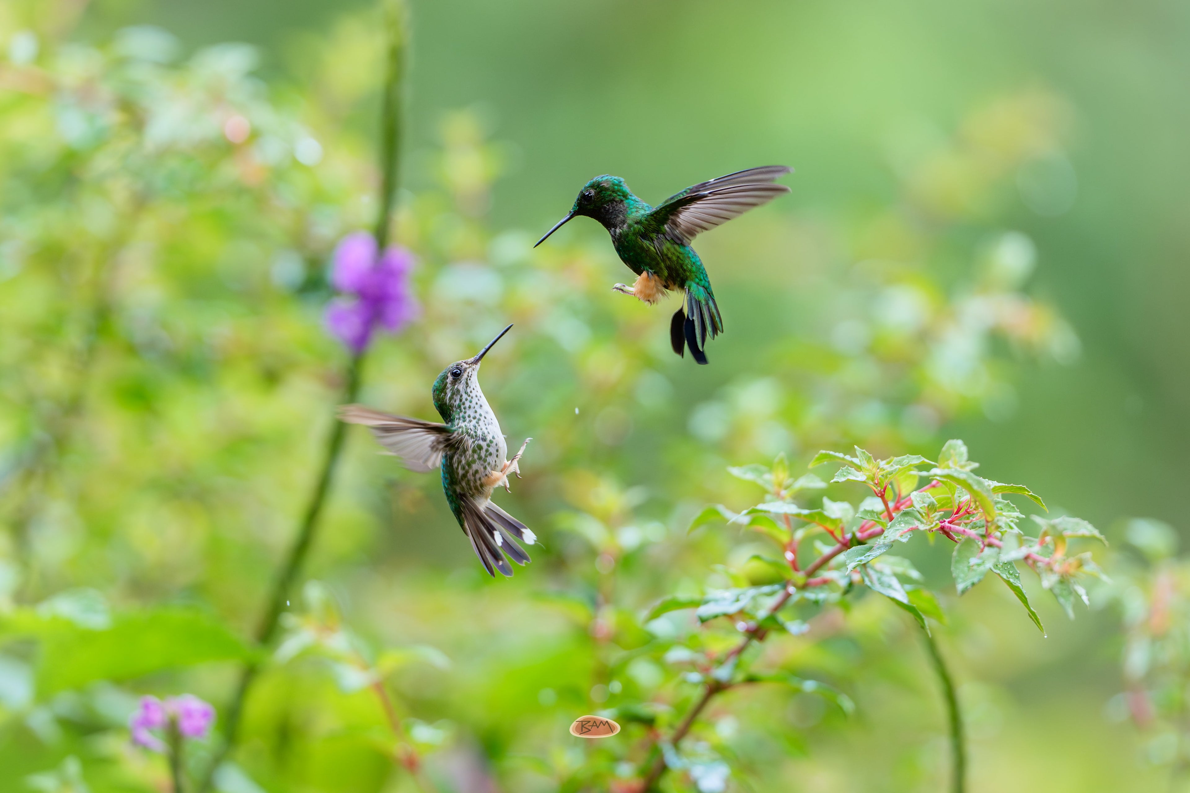 Peruvian Racket Tail hummingbirds facing off in midair over flowers