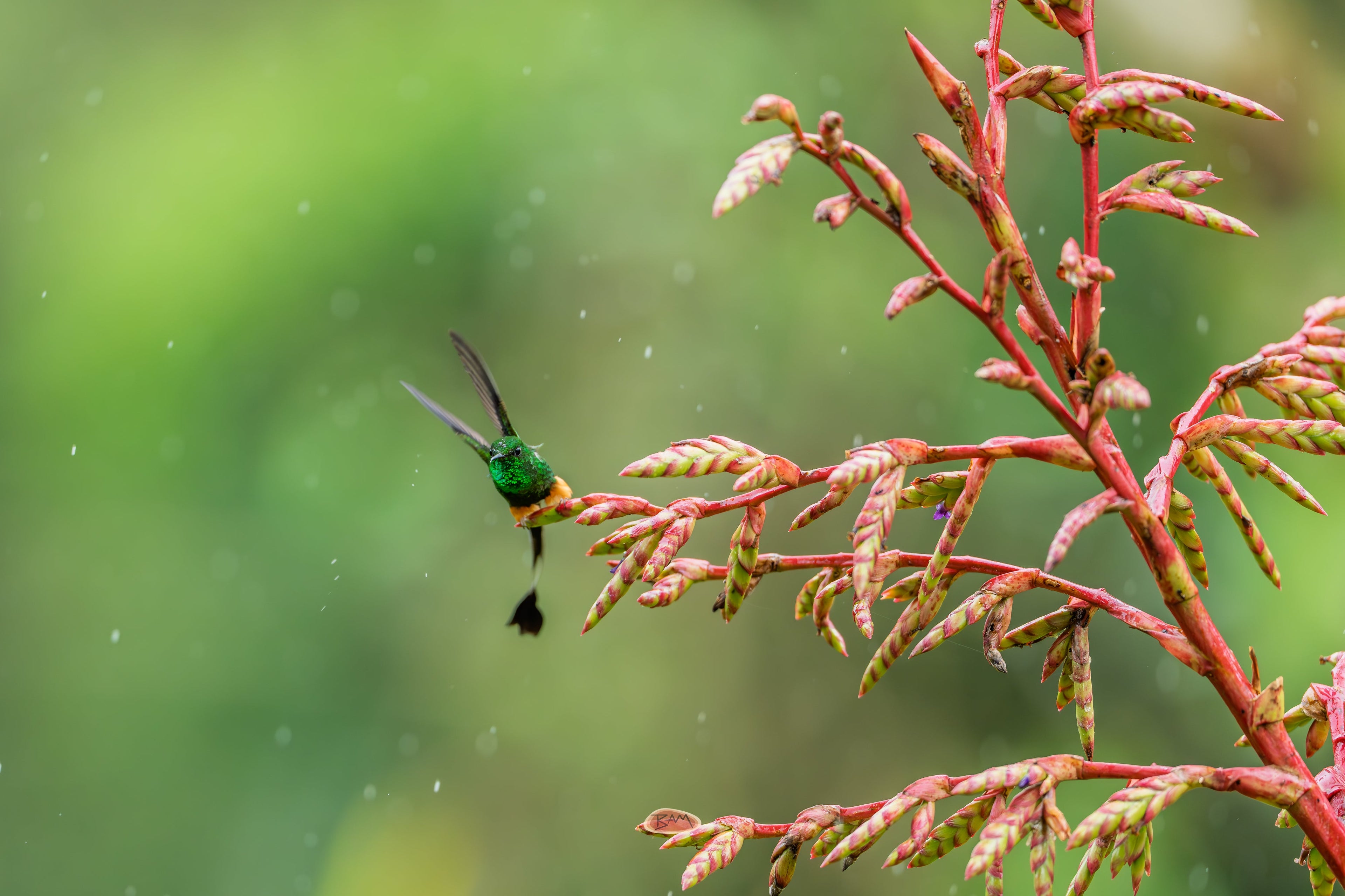 Peruvian Racket Tail hovering beside a red flowering bromeliad in the rain