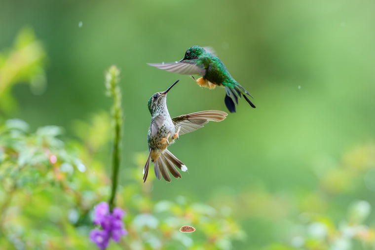 Two Peruvian Racket Tails facing off midair above a purple porterweed bloom