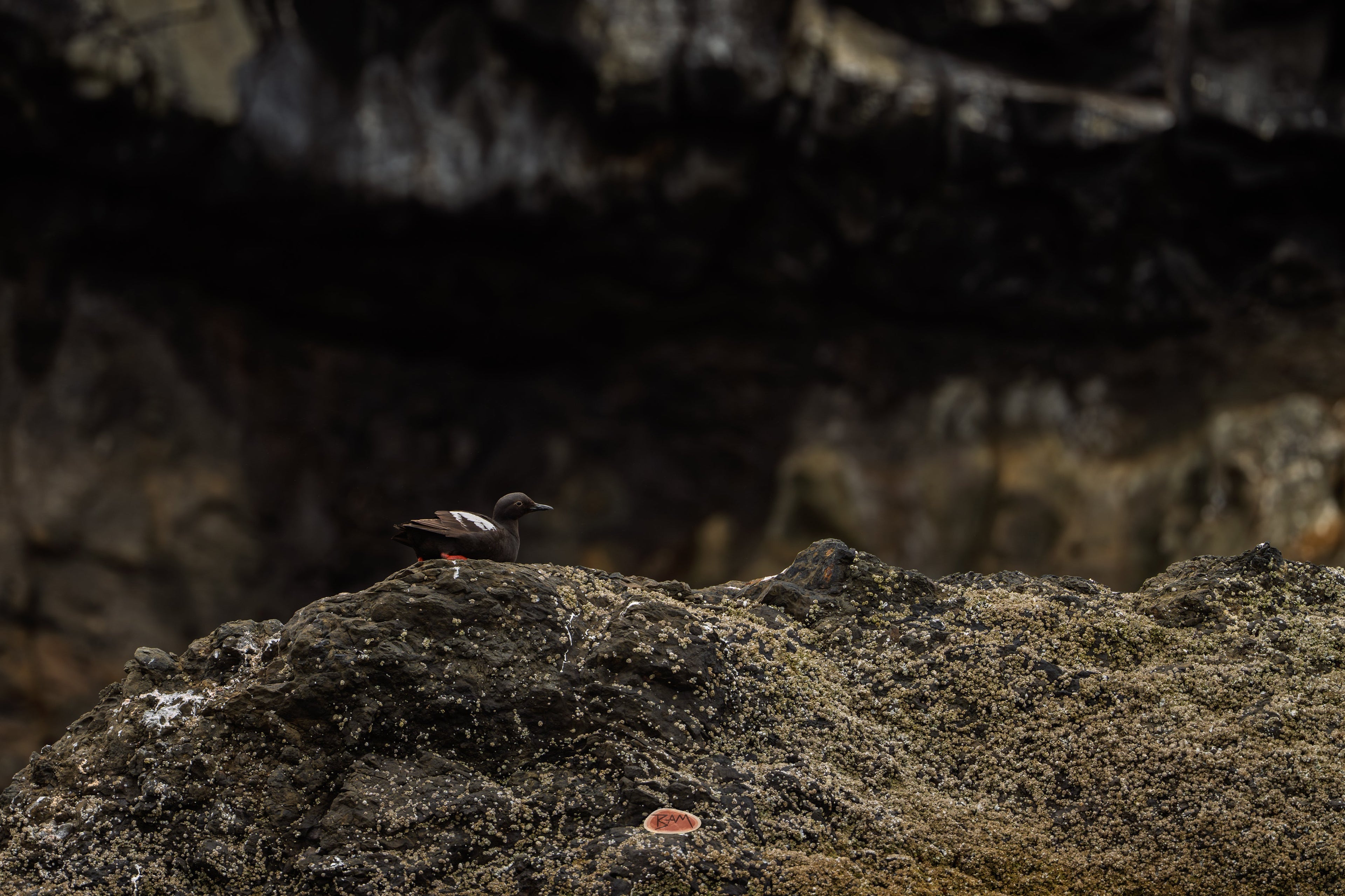 Pigeon Guillemot resting on a barnacled rock below a dark sea cliff