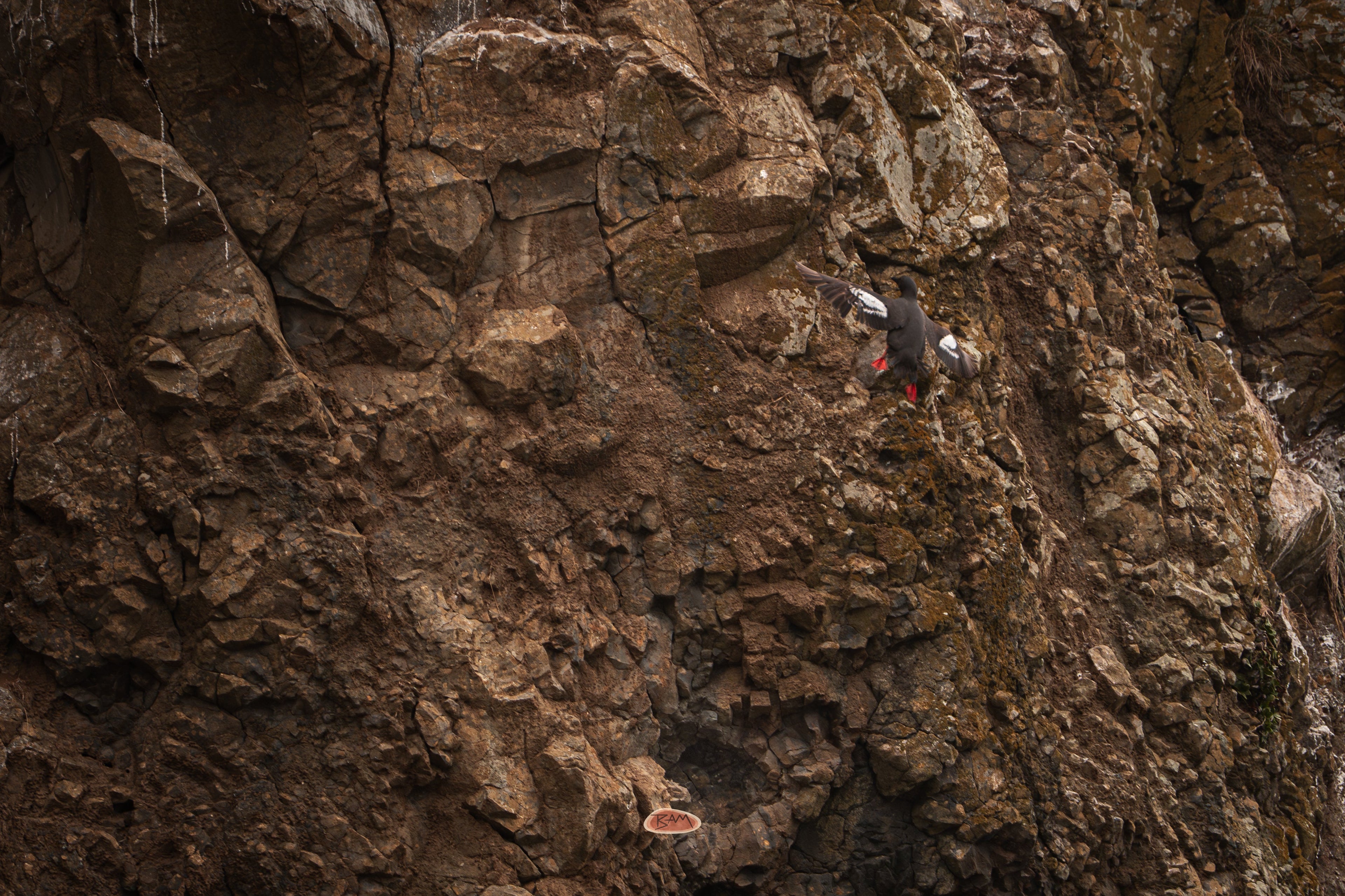 Pigeon Guillemot in flight against a rugged brown rock face
