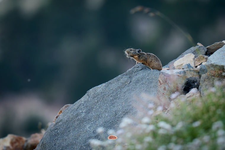 Pika calling from a granite boulder in an alpine talus field with white wildflowers