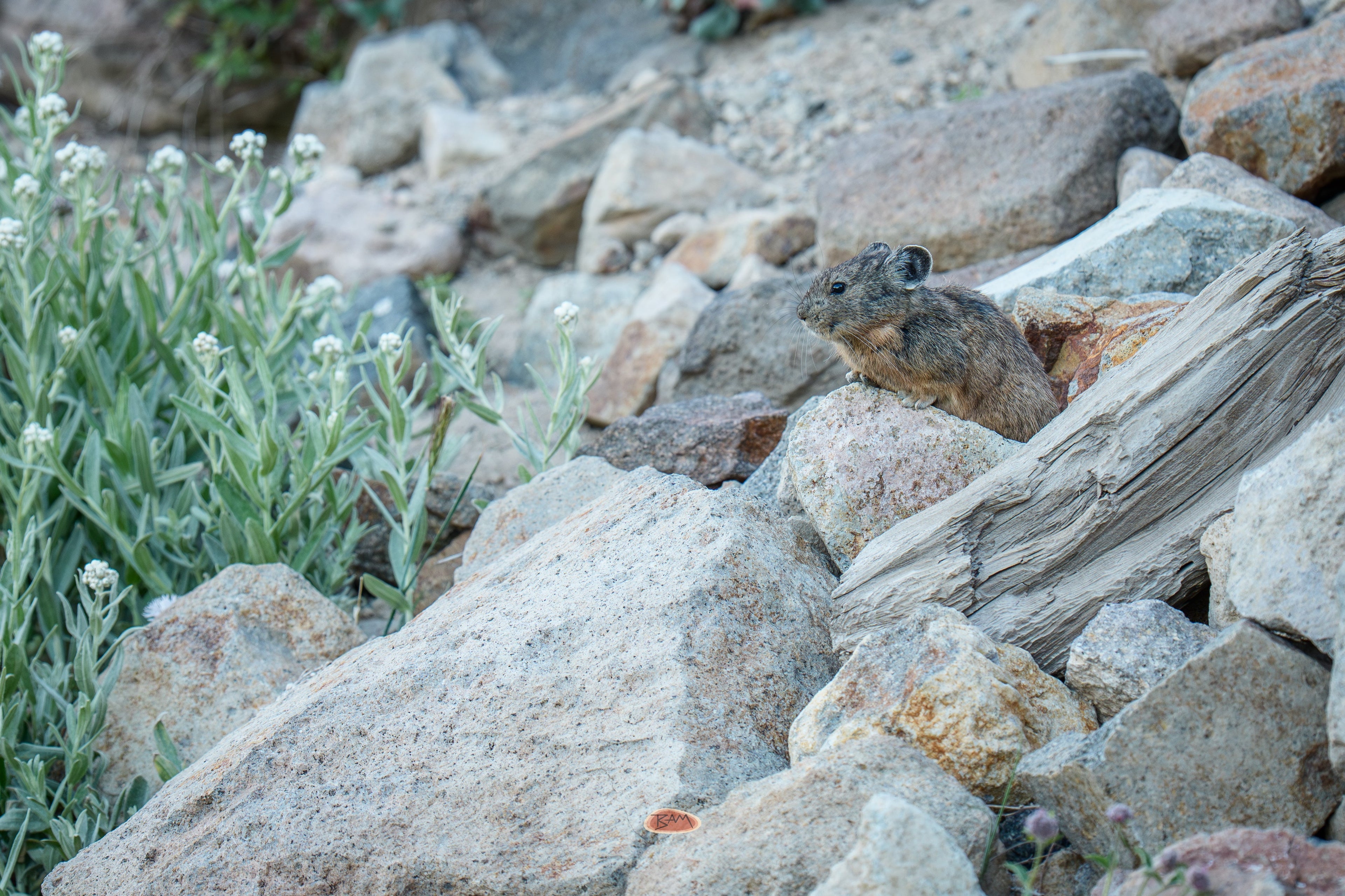 Pika sitting among granite talus beside white pearly everlasting flowers