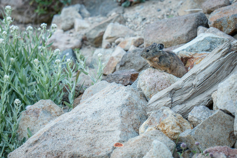 Pika sitting among granite talus beside white pearly everlasting flowers