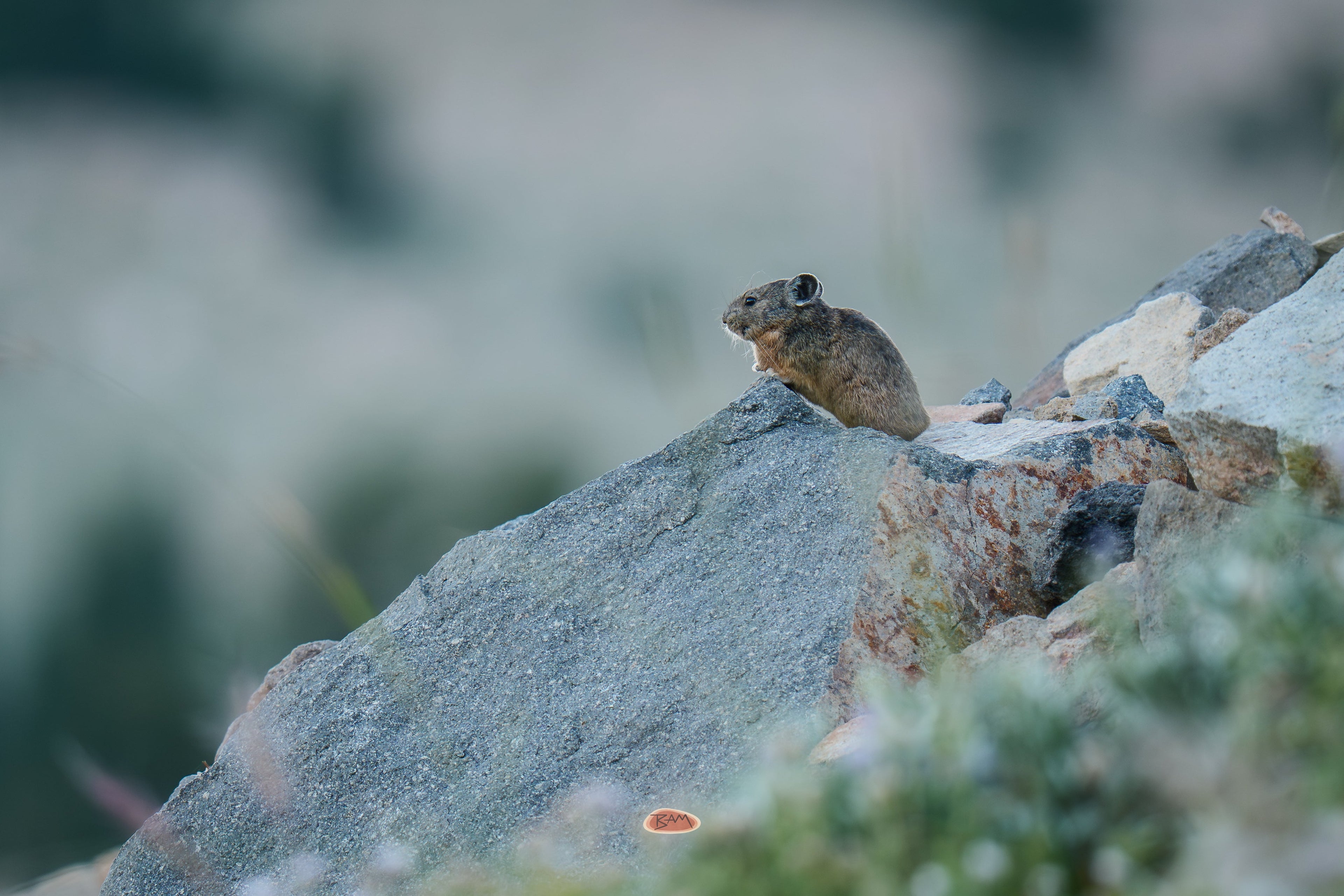 Pika perched on a large granite boulder against a soft muted mountain background