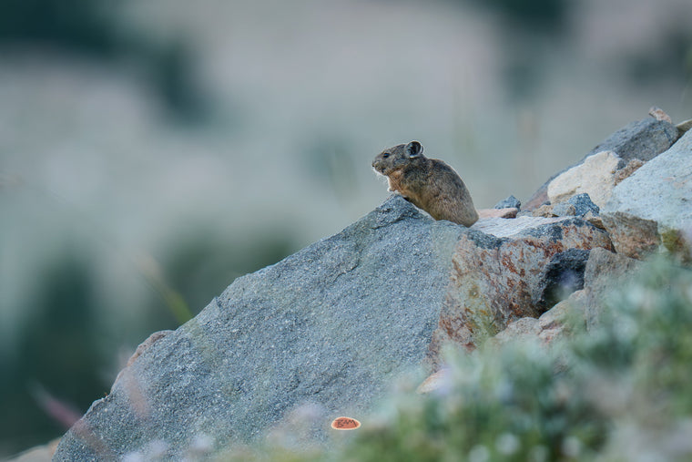 Pika perched on a large granite boulder against a soft muted mountain background