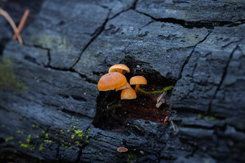 Pinewood Gingertail mushrooms glowing orange in a charred fallen log