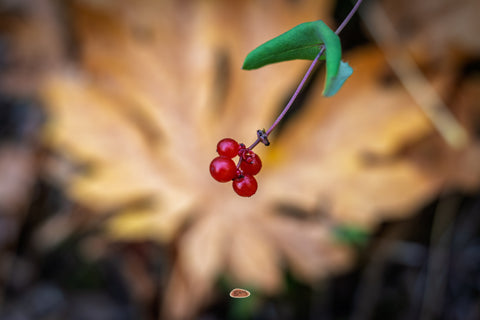 Pink Honeysuckle berries on a vine above a fallen autumn leaf