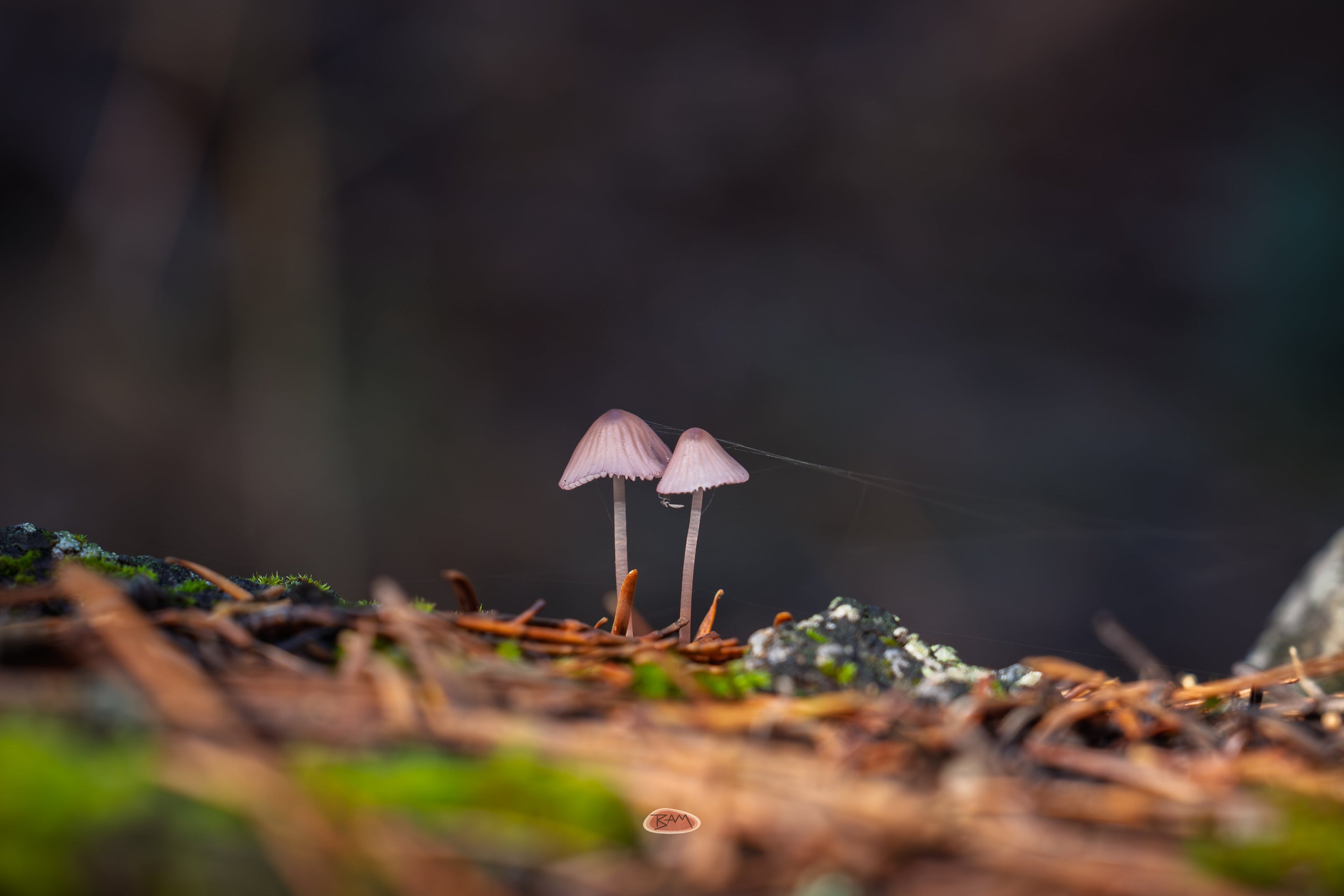 Purple Edge Bonnet mushrooms rising from the forest floor in low light