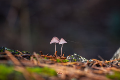 Purple Edge Bonnet mushrooms rising from the forest floor in low light