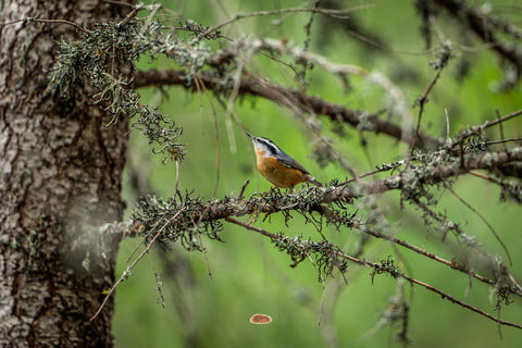 Red Breasted Nuthatch perched on a lichen draped branch in green woods