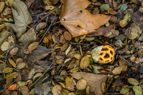 Red Cage Fungus with a bright orange lattice cap emerging from a bed of fallen autumn leaves