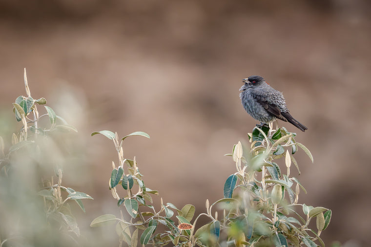 Red Crested Cotinga calling from the top of a leafy shrub against a soft canyon wall