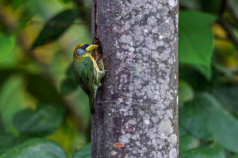 Red Headed Barbet clinging to a tree trunk beside a nest hole