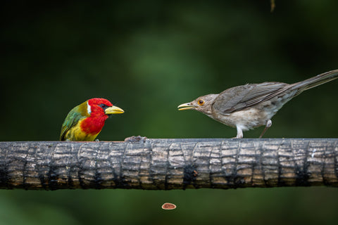 Red Headed Barbet facing off with a thrush on a burnt branch