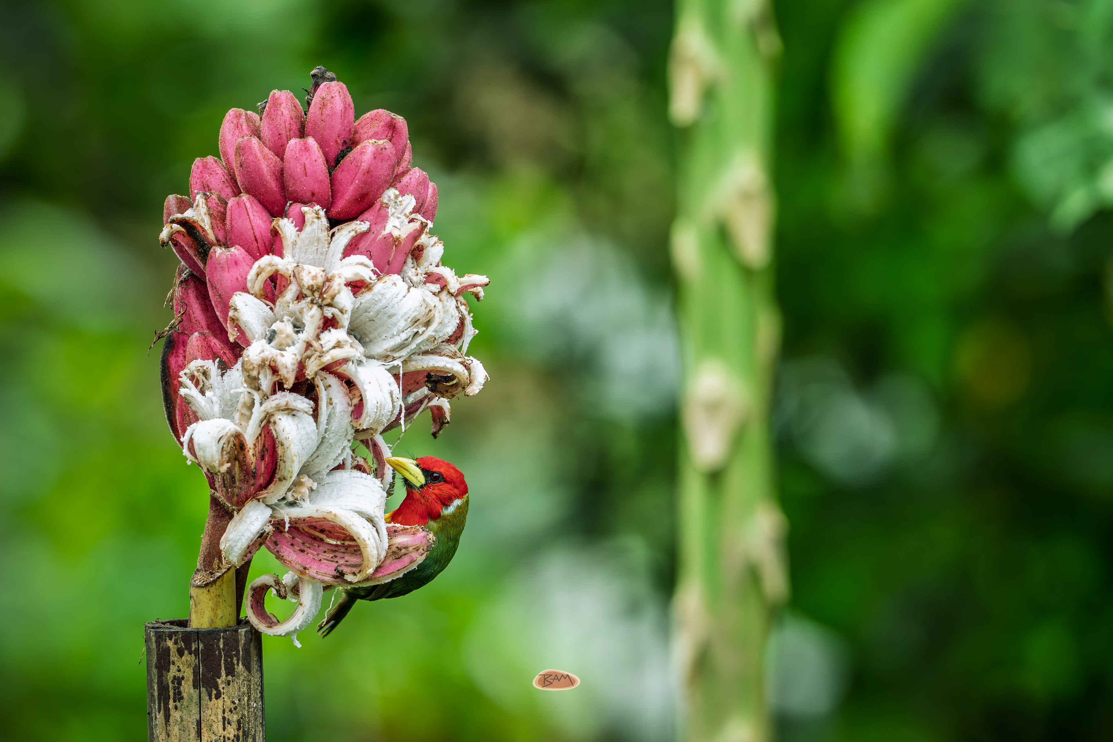 Red Headed Barbet feeding on a cluster of pink wild bananas