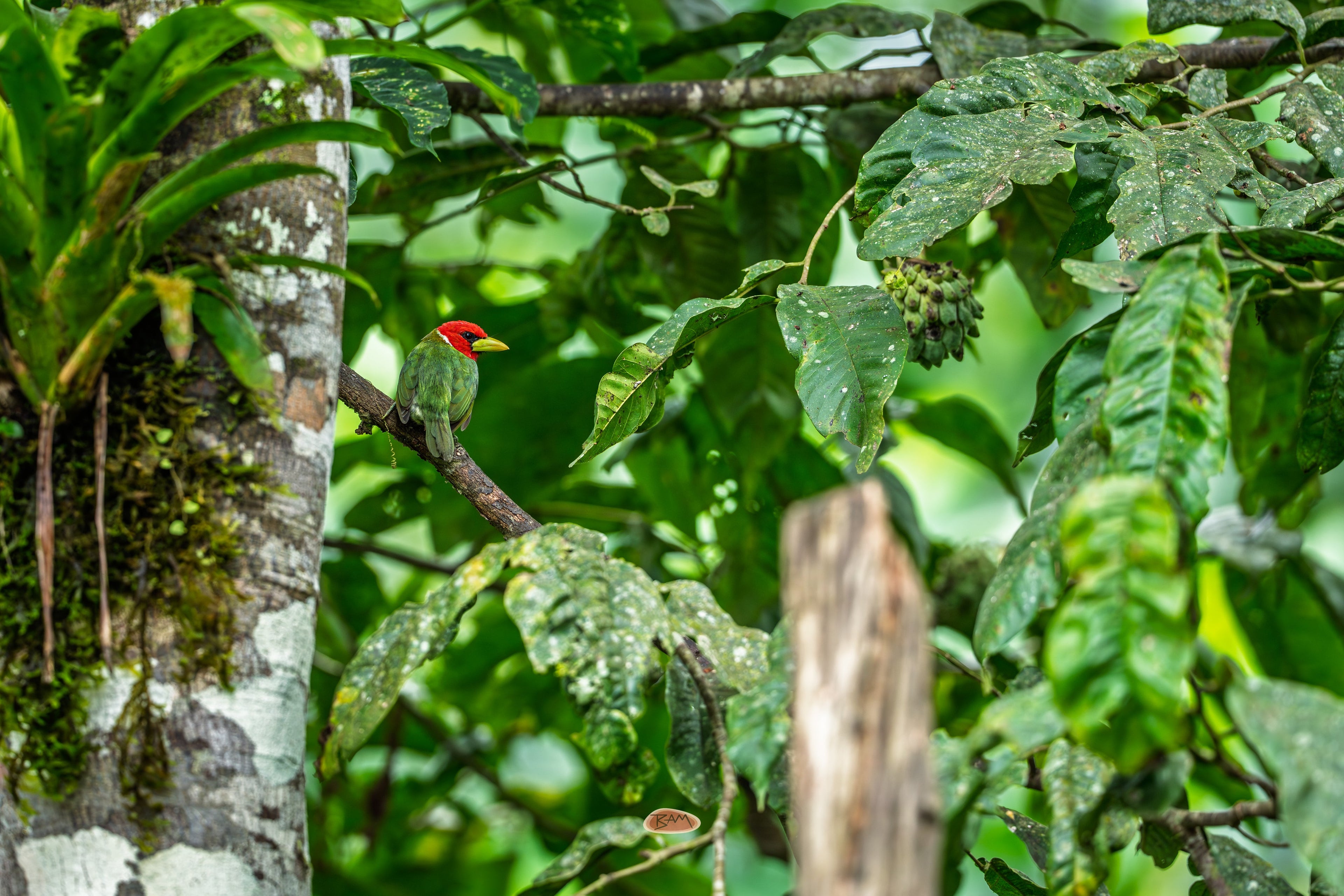 Red Headed Barbet perched on a branch deep in lush green foliage