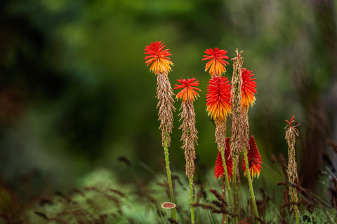 Red Hot Poker flowers blazing orange against a soft green garden