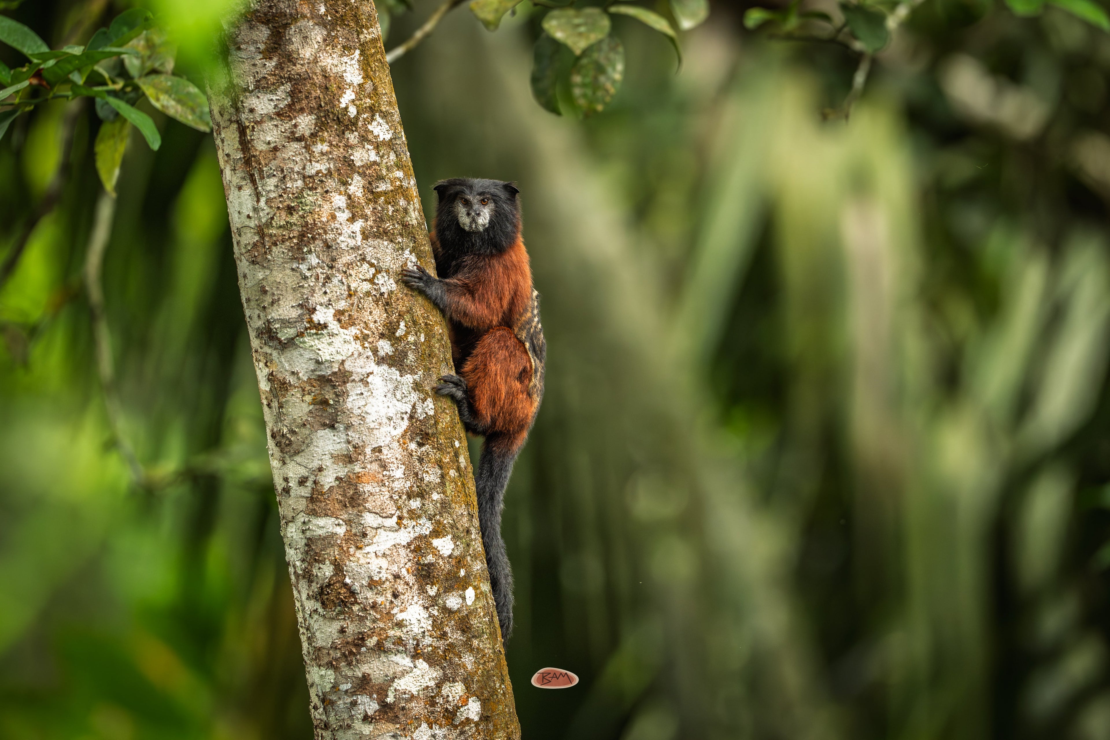 Red Mantle Saddle Back Tamarin climbing a lichen covered rainforest trunk