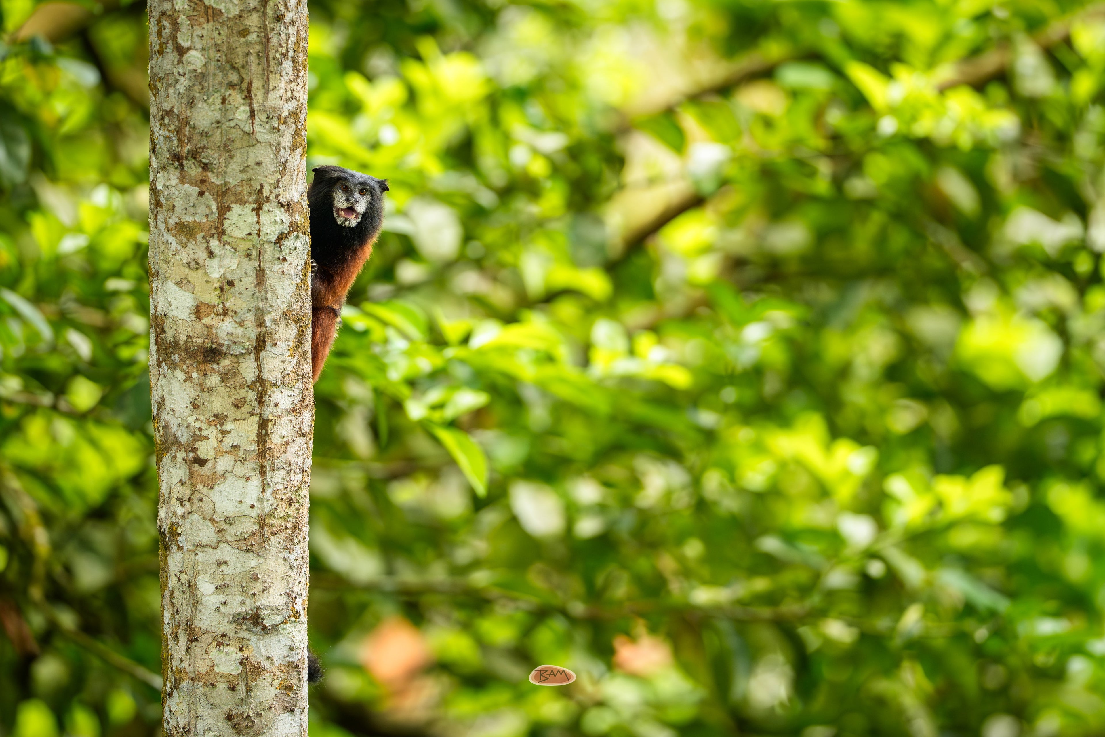 Red Mantle Saddle Back Tamarin clinging to a tree trunk in lush green forest