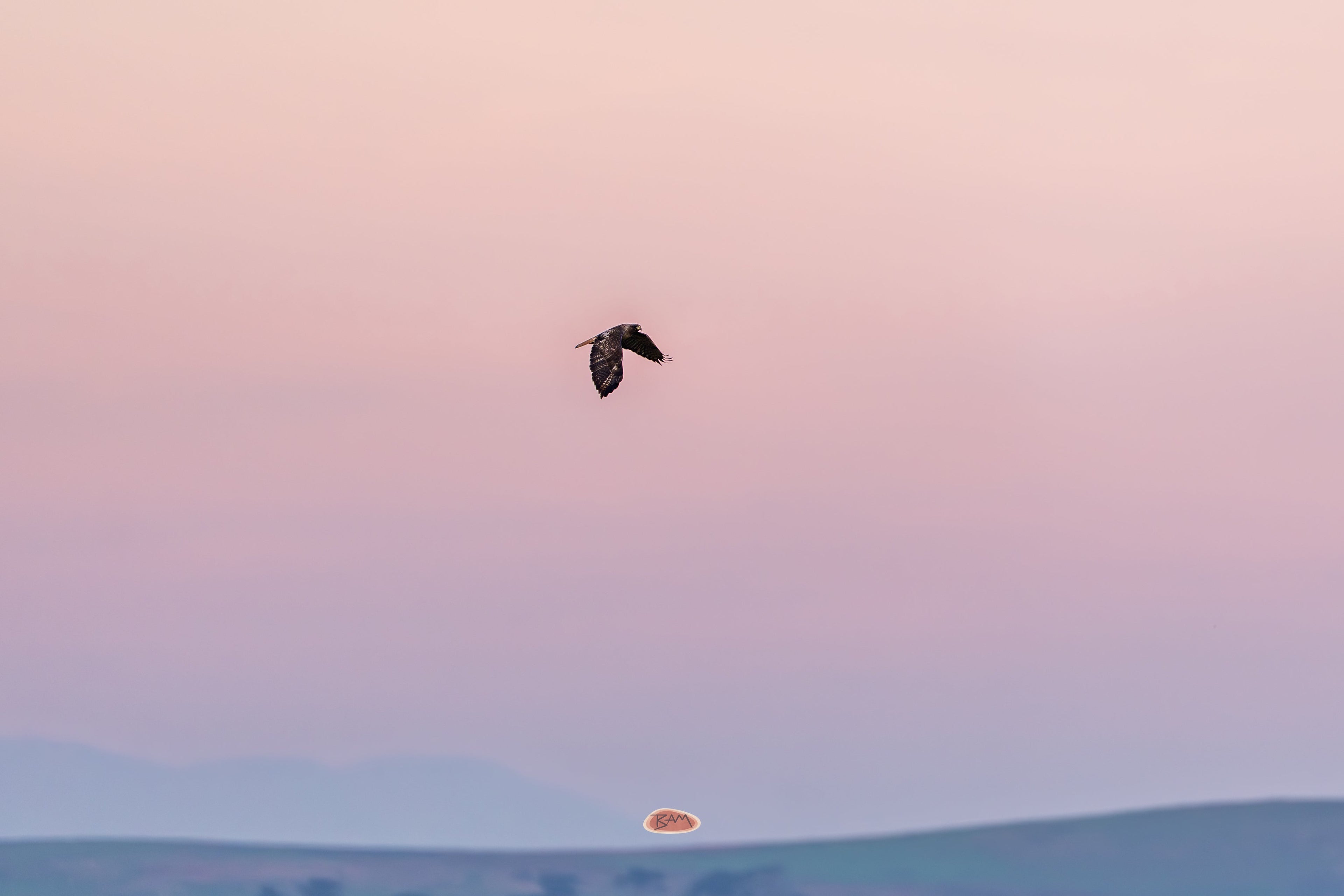 Red Tailed Hawk gliding across a soft pink dusk sky above distant hills
