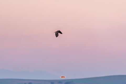 Red Tailed Hawk gliding across a soft pink dusk sky above distant hills