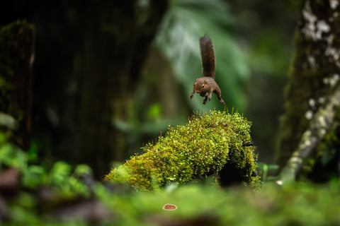 Red Tailed Squirrel leaping over a mossy mound in a dim rainforest