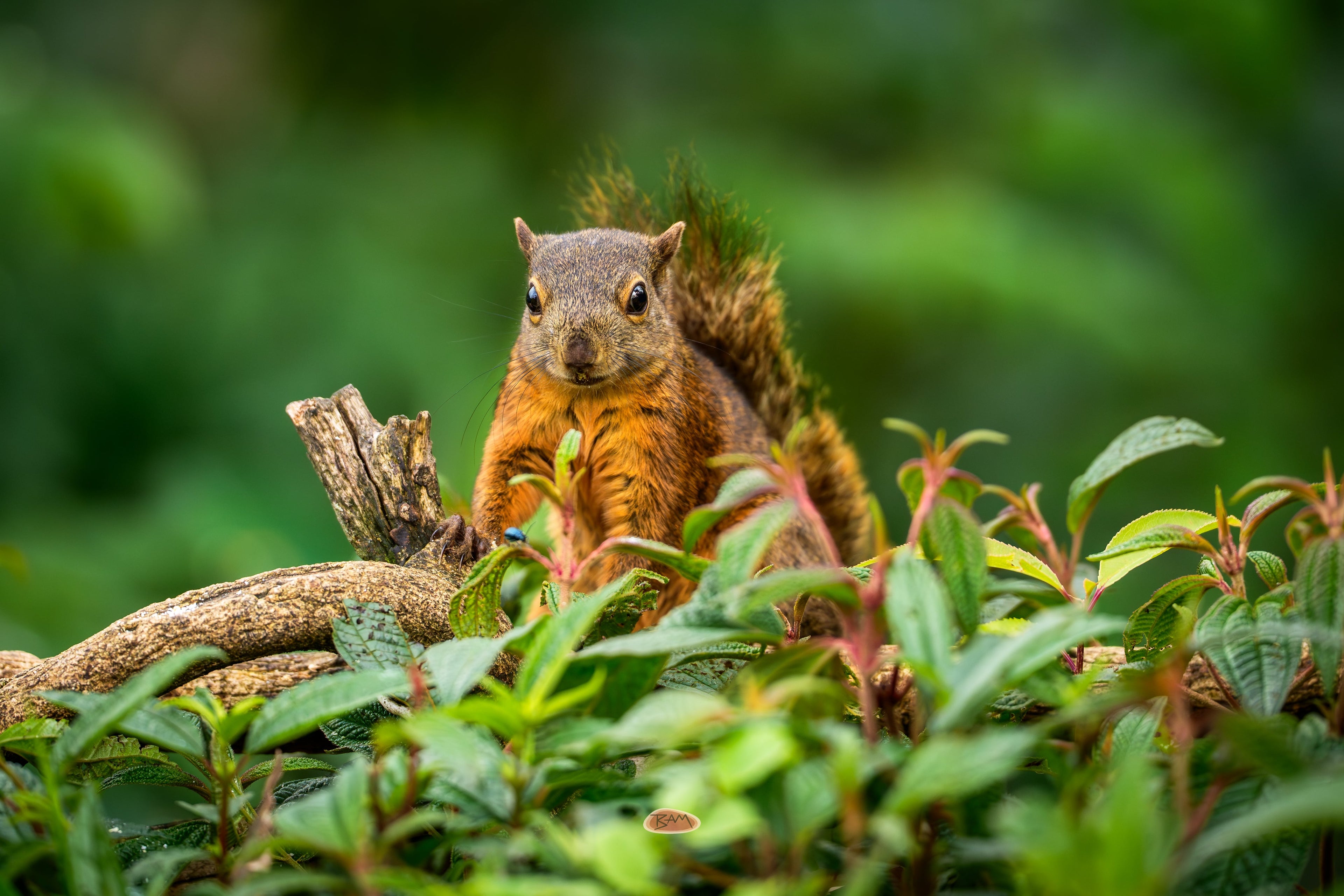 Red Tailed Squirrel sitting upright behind green leaves in dense forest