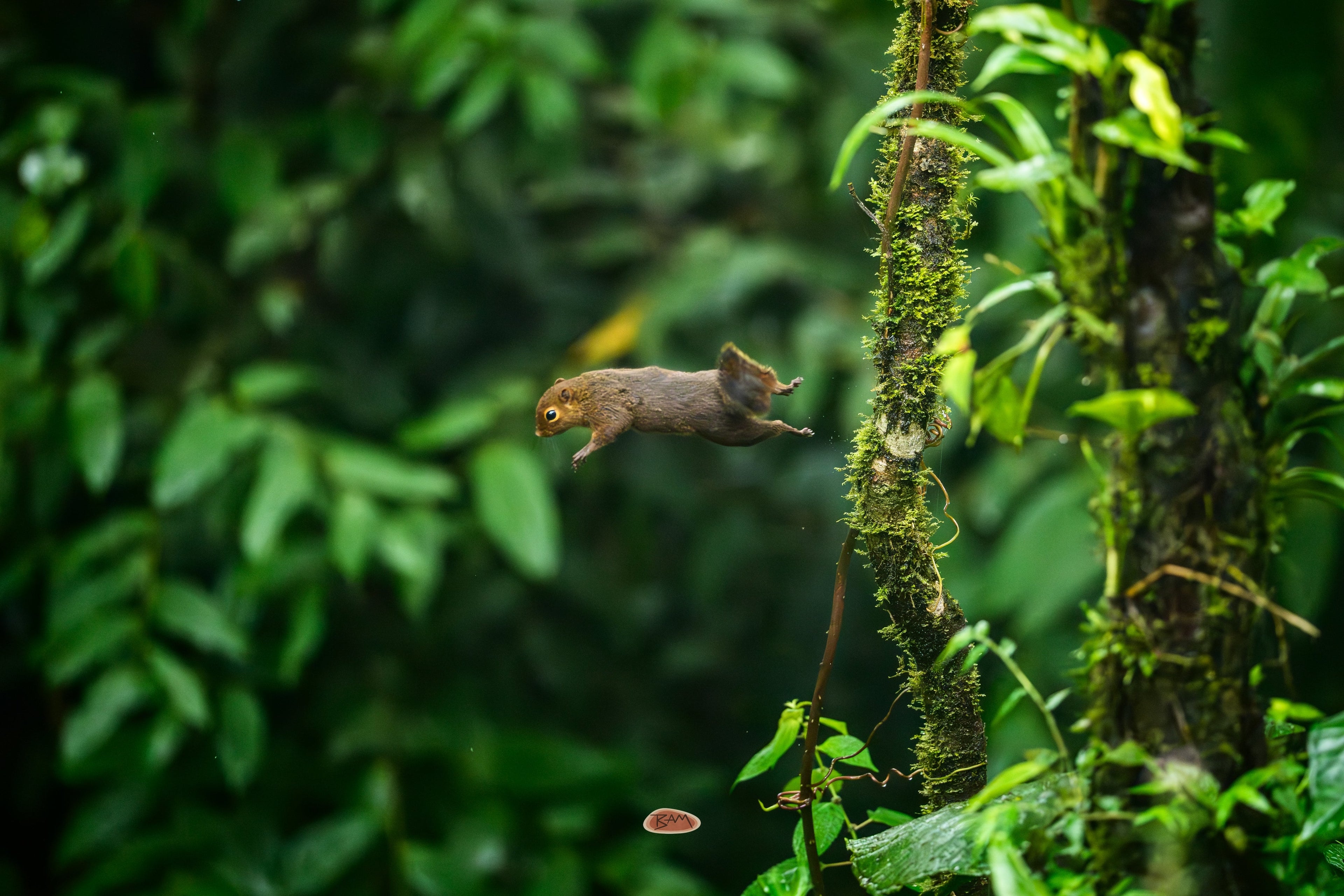 Red Tailed Squirrel mid leap between mossy branches in a green jungle