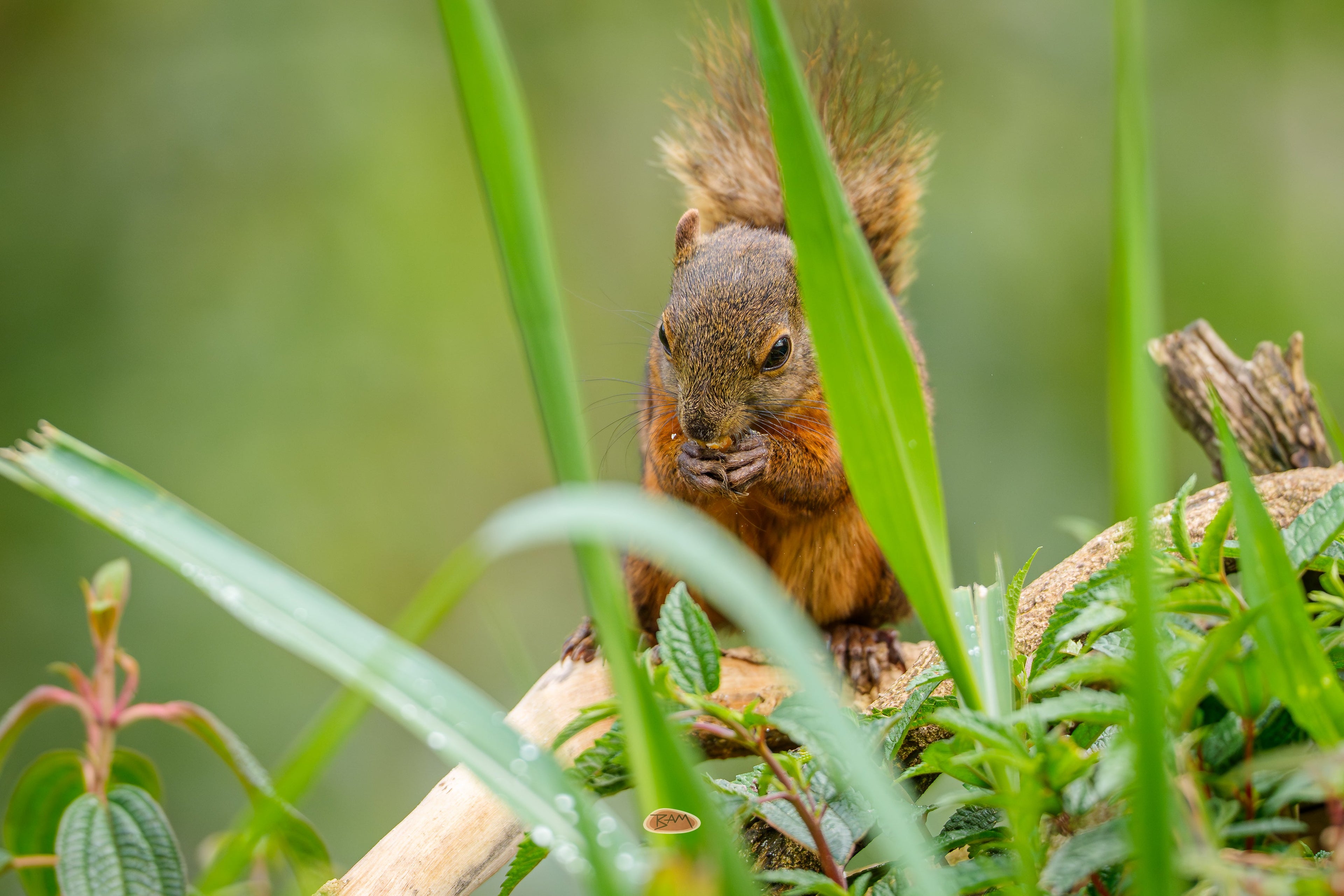 Red Tailed Squirrel nibbling a snack on a branch between tall dewy grass blades